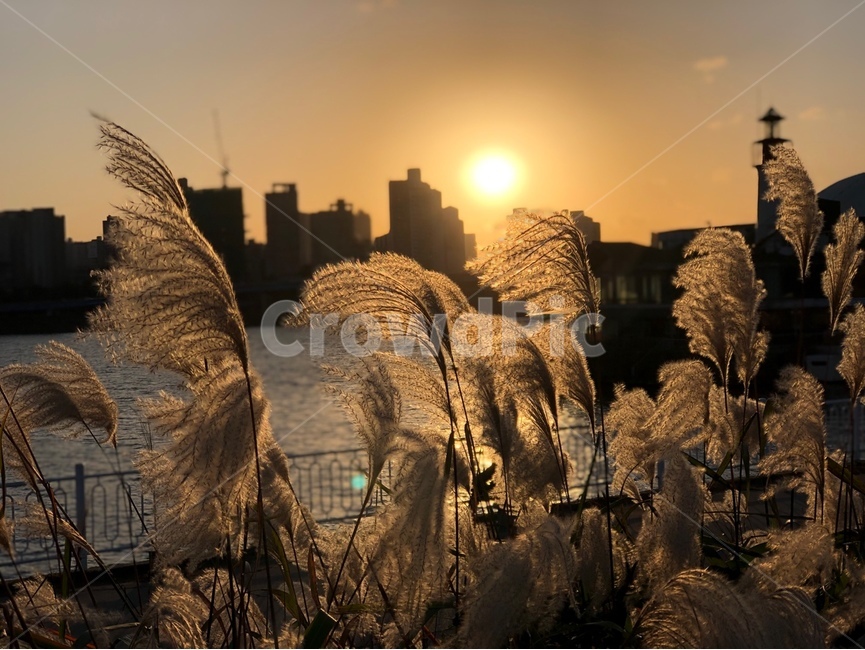 저녁,노을,갈대,식물,plant,reed,grass,잔디,lawn,가을,계절,fall,autumn,season