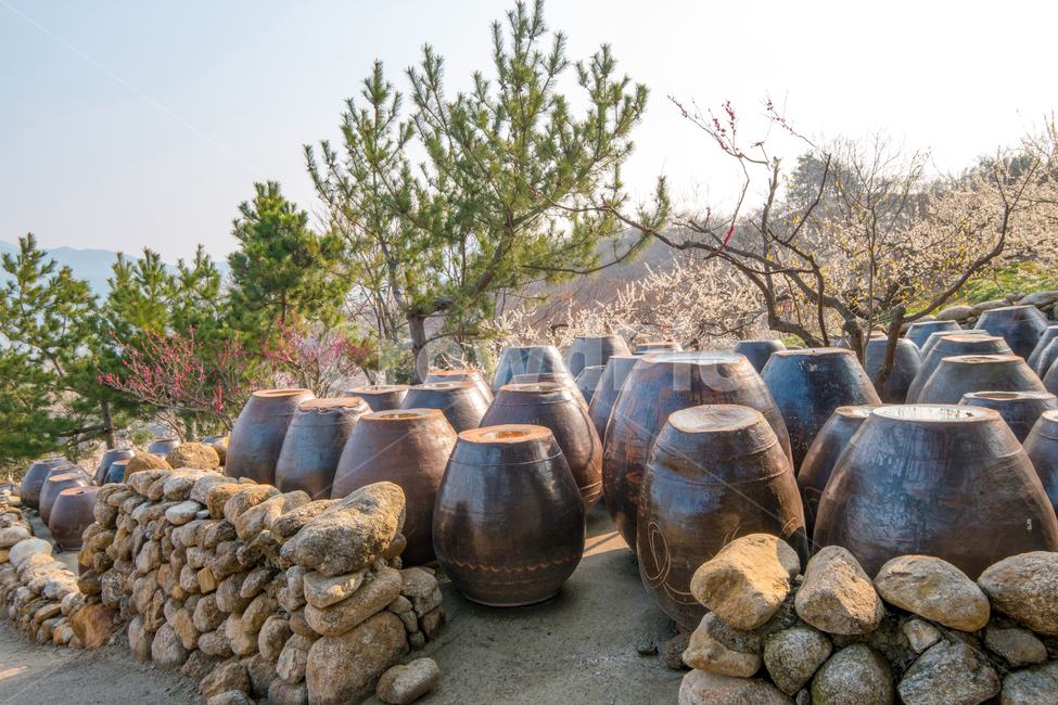 청매실농장,장독대,꽃,매화,농장,광양,한국전통,한국문화,korean traditional,korean culture,사물,물건,오브젝트,thing,object,matter