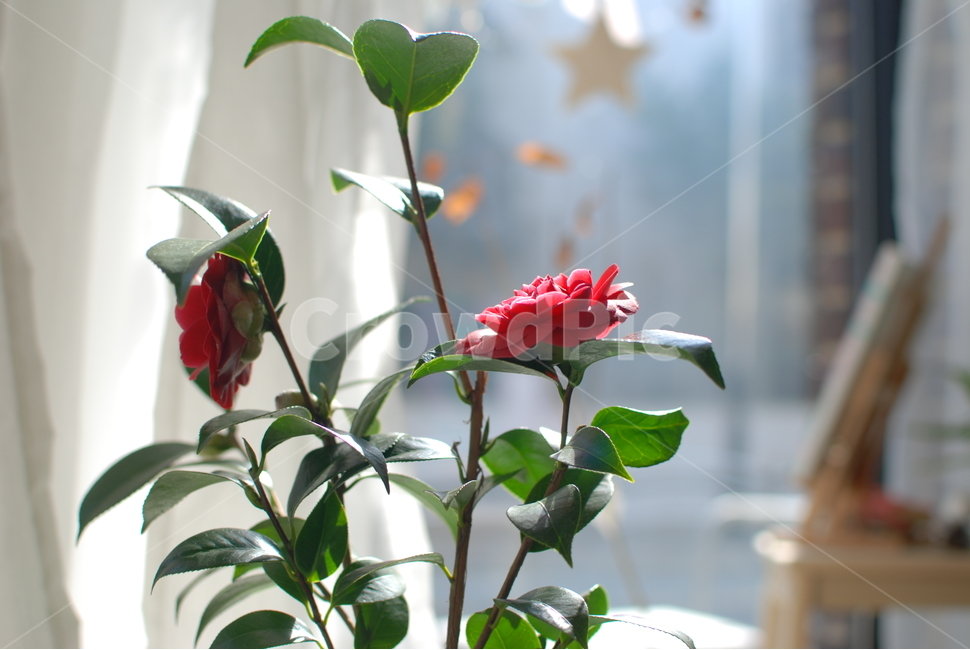 동백꽃,꽃나무,창가,꽃,플라워,봄,아침,햇빛,화사한,햇볕,자연물,빛,light,sunlight,morning,flowers,spring,natural,동백나무,red,redflower,식물,자연,plants,nature,꽃,flower