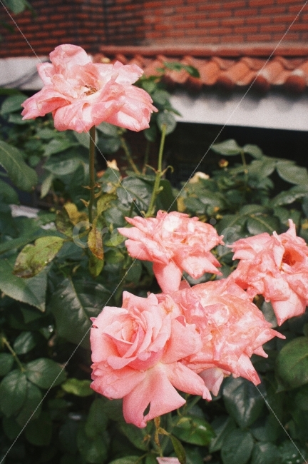 장미,풍경,자연,감성,꽃,분홍,rose,nature,landscape,flowers,식물,자연,plants,nature,꽃,flower,감성,sensible,feeling