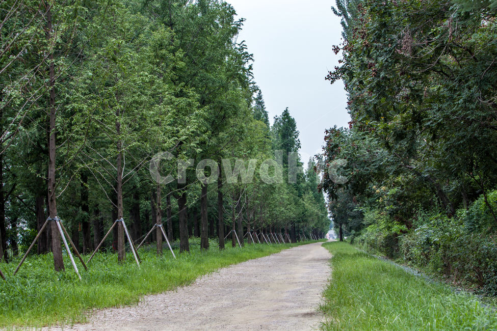 tree,plant,road,도로,길,풍경,배경,백그라운드,하늘공원,나무,나무숲,메타세콰이어,삼림,녹음,녹색,산책로,그린,녹색길,공원,숲,메타세콰이어길,메타세콰이어숲,식물,숲길,자연,풍경,nature,landscape