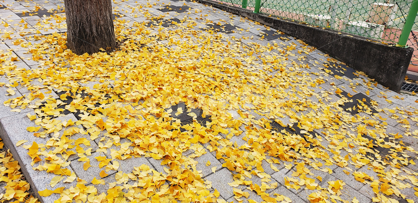 leaf,plant,잎,ground,yellow,은행잎,ginkgoleaf,가을,계절,fall,autumn,season