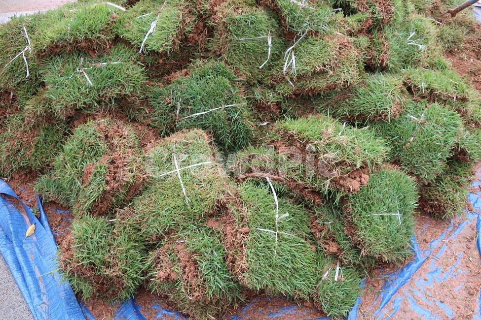 잔디,잔디떼,조경,천연,식물,금잔디,녹색,공사,초록,grass,식물,자연,plants,nature