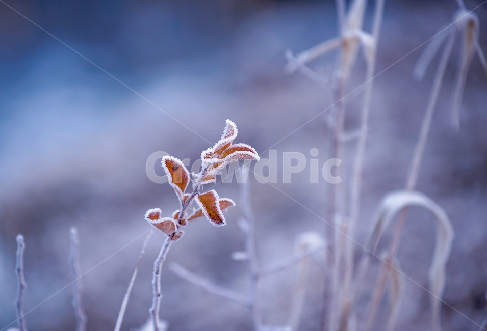 서리,서릿꽃,감성,식물,겨울,계절,접사,클로즈업,겨울,계절,winter,season,식물,자연,plants,nature