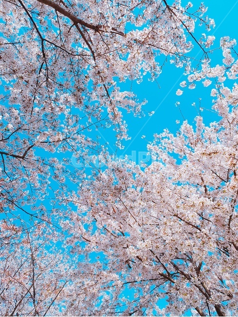 벚꽃,나무,하늘,봄,봄하늘,배경사진,풍경,식물,자연,plants,nature,꽃,flower