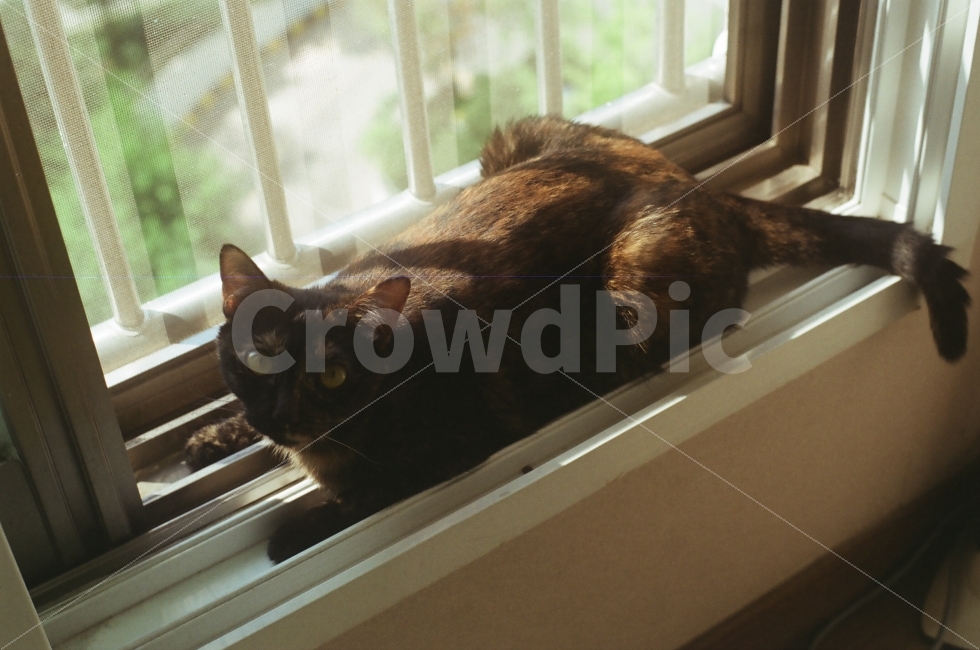 고양이,동물,빛,햇살,창,창가,창문,동물,animal,포유류,mammal,고양이,cat,kitten,kitty