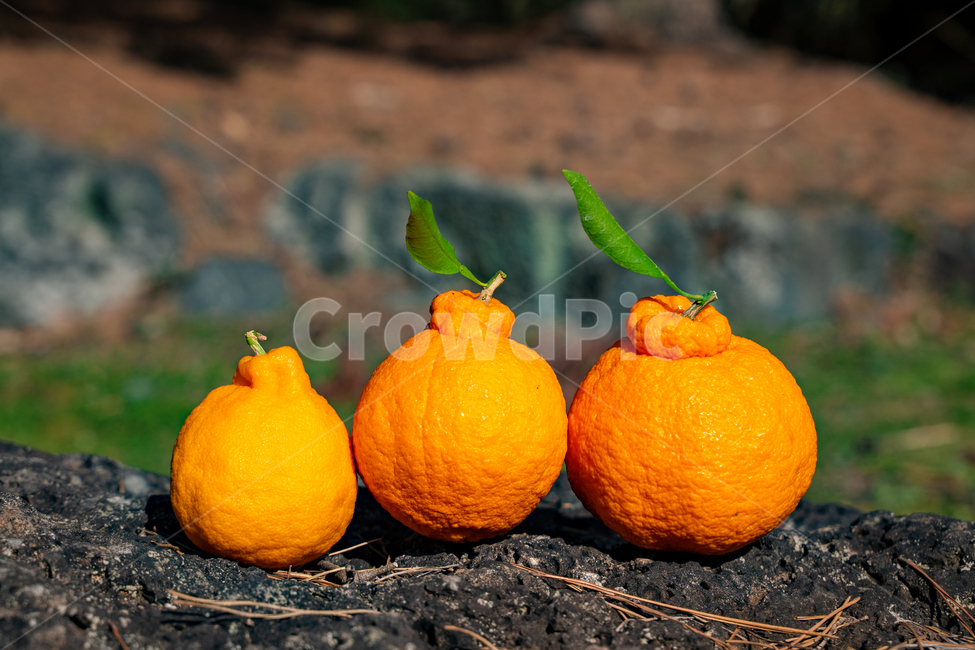 한라봉,감귤류과일,음식,과일,식물,주황색,열매,귤,감귤,자연,citrusfruit,food,fruit,plant,orange,hallabong,식재료,비타민,상큼,제주감귤,천혜향,하우스감귤,레드향,오렌지