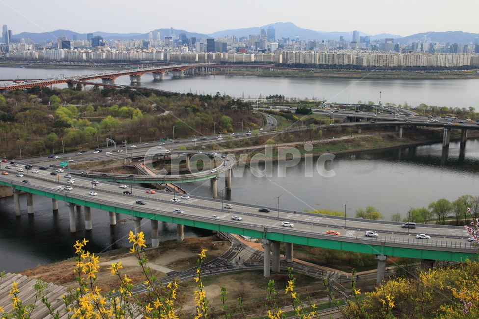 응봉산,봄,서울의봄,개나리꽃,성수대교,영동대교,한강,한강배경