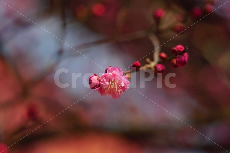한국,서울,봄,매화,매화꽃,홍매화,매화나무,나무,꽃봉오리,하늘,자연,경치,풍경,꽃,꽃사진,나뭇가지,봄꽃,꽃잎,이파리,식물,식물,자연,plants,nature,봄,계절,spring,season,꽃,flower,plant,blossom