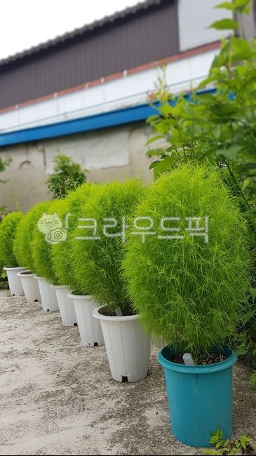 홍댑싸리,식물,조경식물,녹색식물,홍댑싸리어린묘