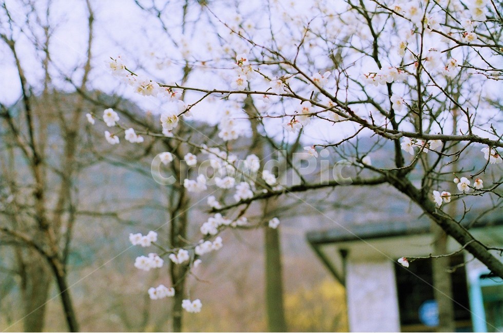 봄,봄날,매화,봄꽃,분홍색,꽃,필름,식물,감성,3월,하얀꽃,봄,계절,spring,season,식물,자연,plants,nature,꽃,flower,감성,sensible,feeling,plant