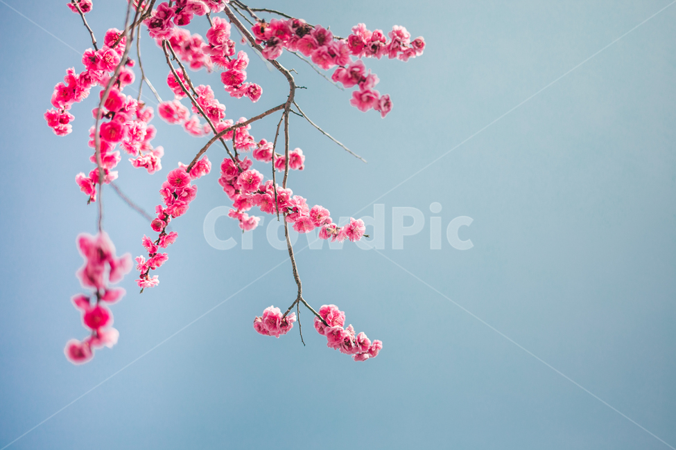 홍매화,매화,봄,꽃,핑크빛,감성사진,봄꽃,매화꽃,nature,emotion,flower,spring,plant,봄,계절,spring,season,식물,자연,plants,nature,꽃,flower