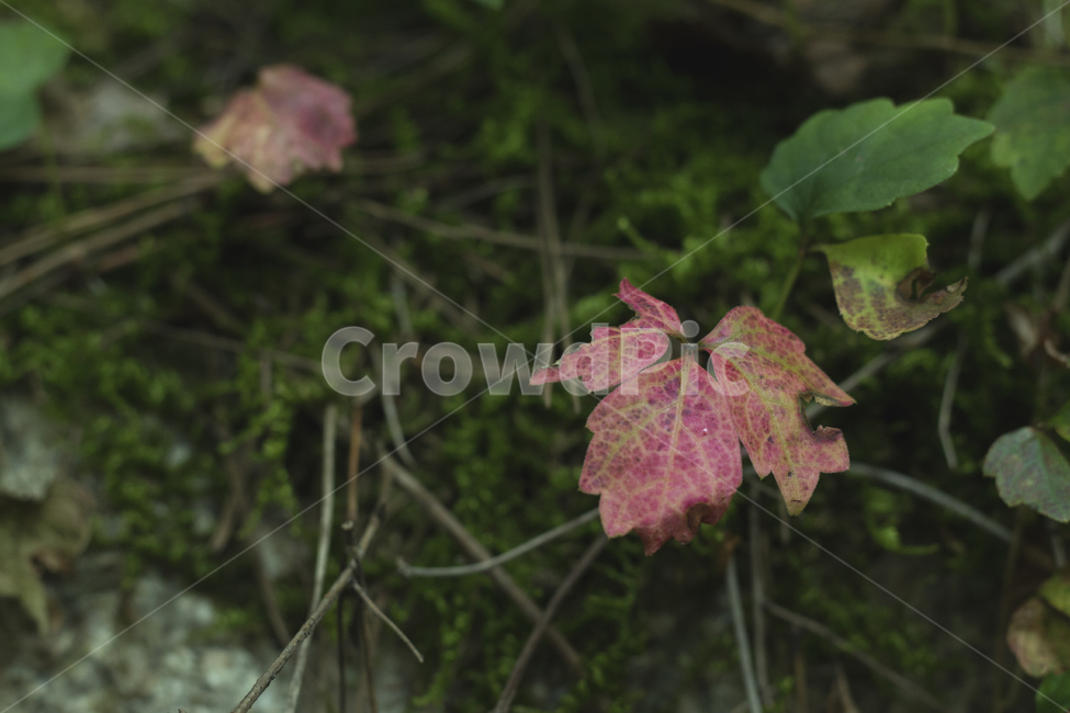 나뭇잎,잎,식물,가을,낙엽,가을,계절,fall,autumn,season,식물,자연,plants,nature,leaf,plant,tree,나무