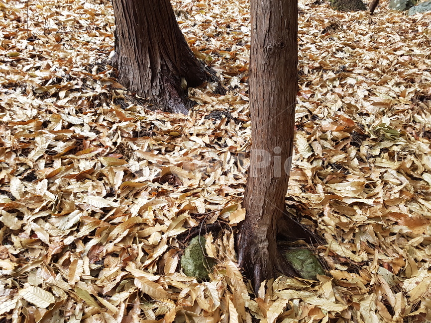 비맞은낙엽,겨울비,외로움,나목,나뭇둥치,자연,풍경,nature,landscape,tree,나무,plant,식물,tree trunk,나무 줄기,ground,바닥