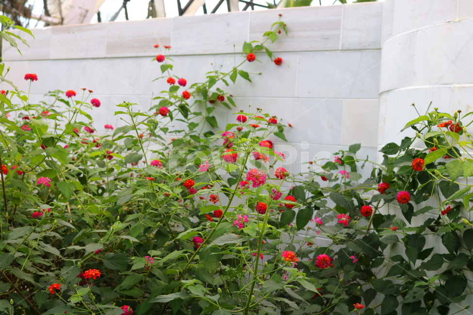란타나,꽃,란타나꽃,식물,열대식물,란타나카마라,마편초과,자연,식물,자연,plants,nature,꽃,flower