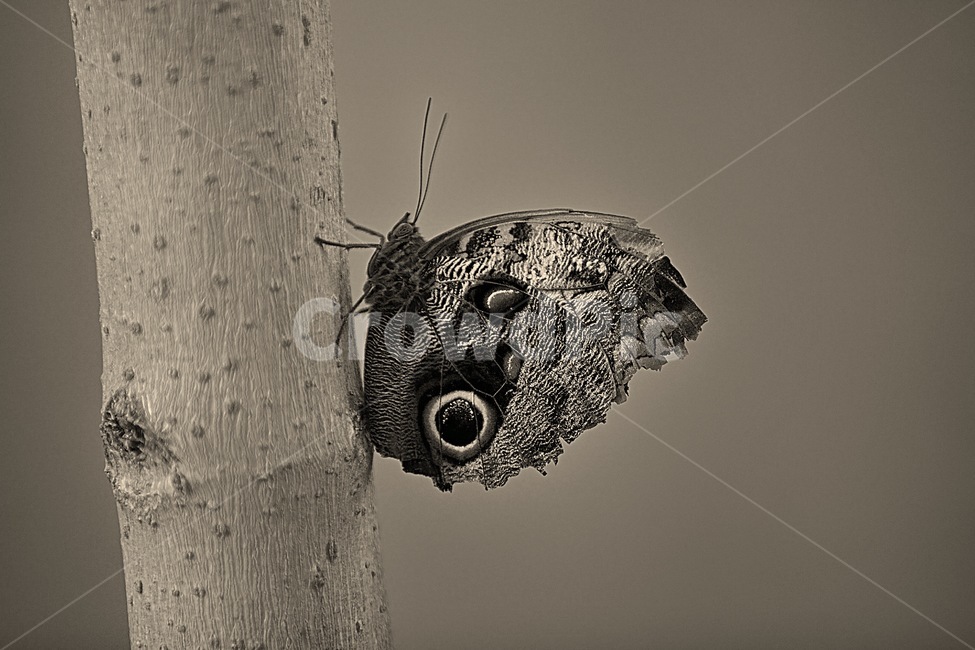 나비,자연,나비들,희귀나비,흑백,동물,animal,곤충,벌레,insect,bug,흑백,모노톤,monochrome,black and white
