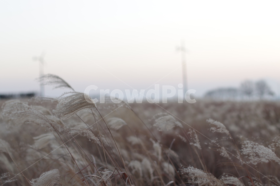 억새,갈대,공원,감성,고독,외로움,가을,계절,fall,autumn,season,식물,자연,plants,nature,grass,잔디,plant,lawn,reed