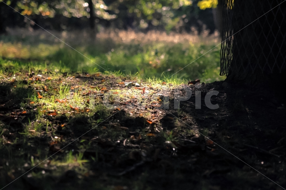 잔디,풀밭,자연,공원,나무,따스함,숲,따뜻,오후,그림자,자연,풍경,nature,landscape,휴식,힐링,rest,relaxation,healing,ground,바닥,leaf,잎,plant,식물