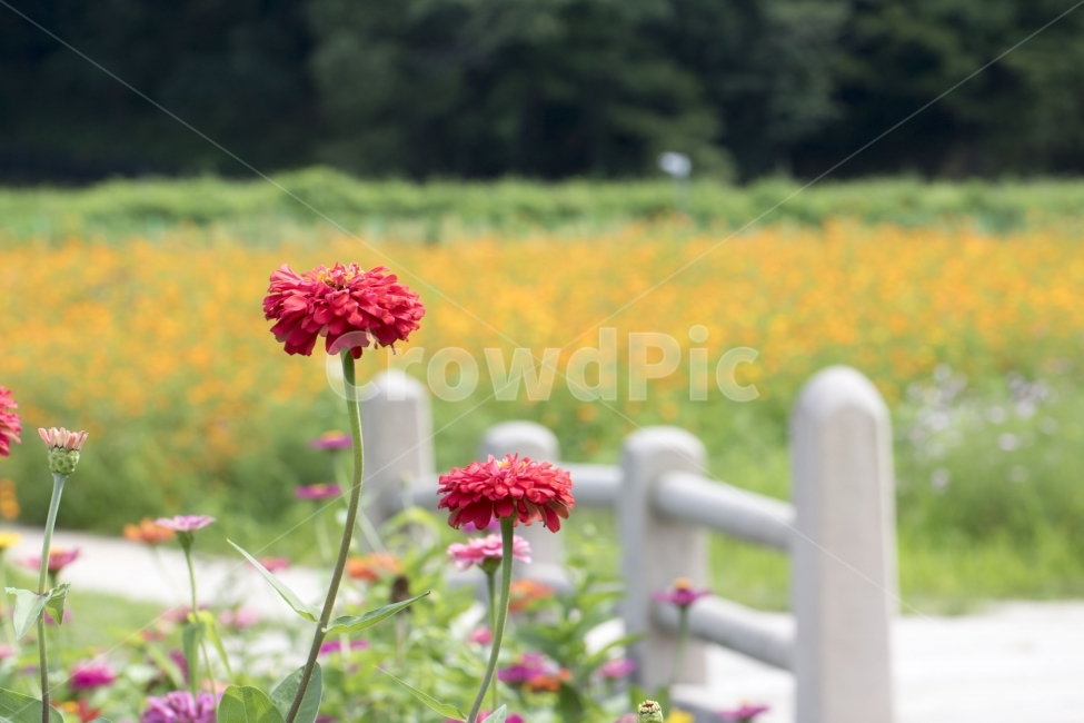백일홍,식물,꽃,꽃봉오리,꽃밭,사진,단독사진,디자인,소스,포토,사진자료,배경,배경사진,백그라운드,한국,동양,아시아,풍경,자연,환경,실외,낮,아침,봉오리,잎,꽃잎,7월,8월,여름꽃,아웃포커스,접사,근접,여름,녹색,야외,식물,자연,plants,nature,꽃,flower