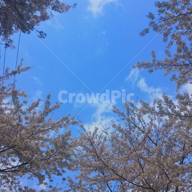 봄,벚꽃,나무,하늘,구름,자연,봄,계절,spring,season,plant,식물