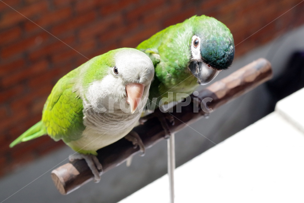 앵무새,봄,동물,조류,한스마카우,퀘이커,PARROT,MACAW,QUAKER,SPRING,동물,animal,조류,새,birds