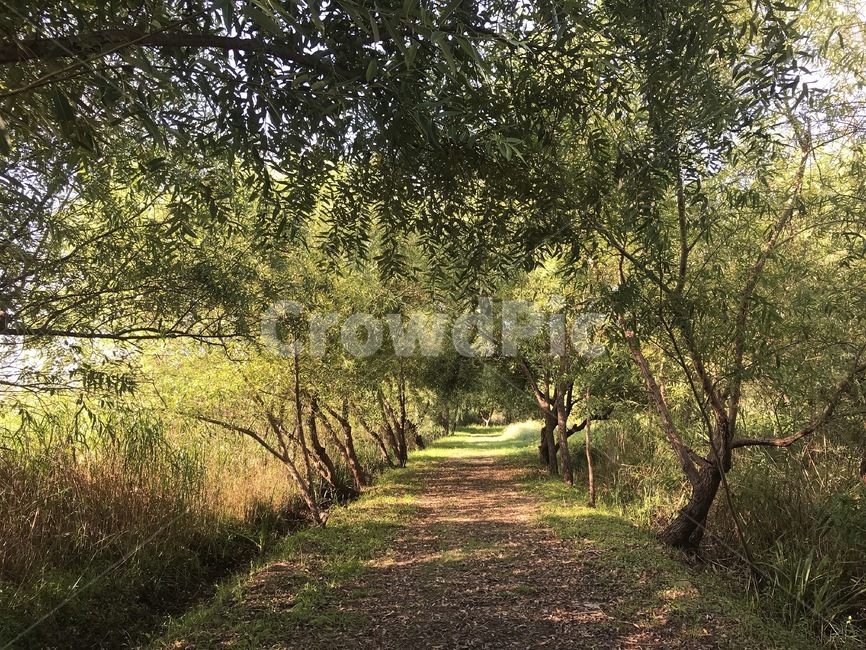 생태공원,tree,나무,식물,plant,숲길,숲,자연,풍경,nature,landscape,ground,바닥