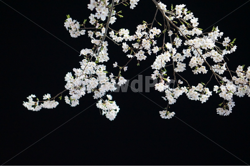 벗꽃,야경,가로등,흰색,빛,밤,봄,계절,spring,season,야경,밤,풍경,nightscape,night,landscape,식물,자연,plants,nature,꽃,flower,plant,blossom