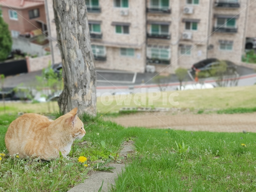 길냥이,민들레,고양이,식빵굽는고양이,동물,동물,animal,포유류,mammal,고양이,cat,kitten,kitty