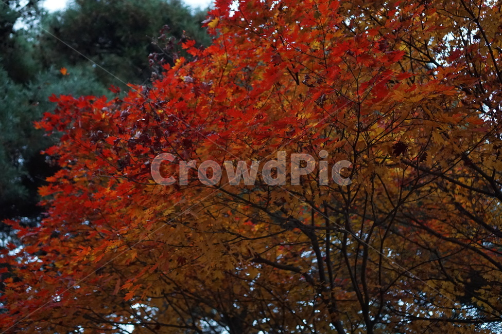가을산,단풍,낙엽,나무,가을,가을,계절,fall,autumn,season,식물,자연,plants,nature,나무,trees,wood,plant,leaf,잎,tree,maple