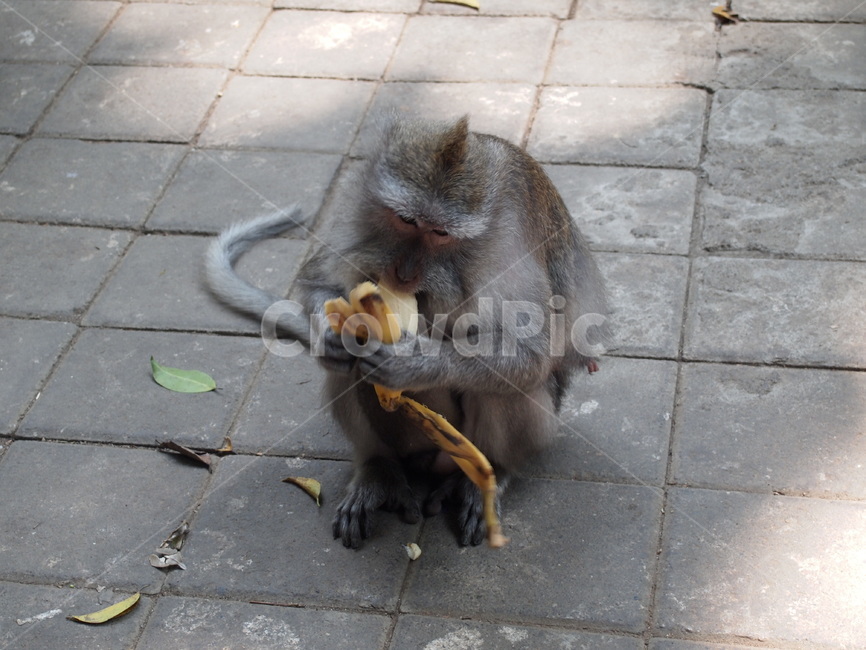 원숭이바나나,야생동물,monkey,동물,wildlife,포유류,동물,animal,포유류,mammal