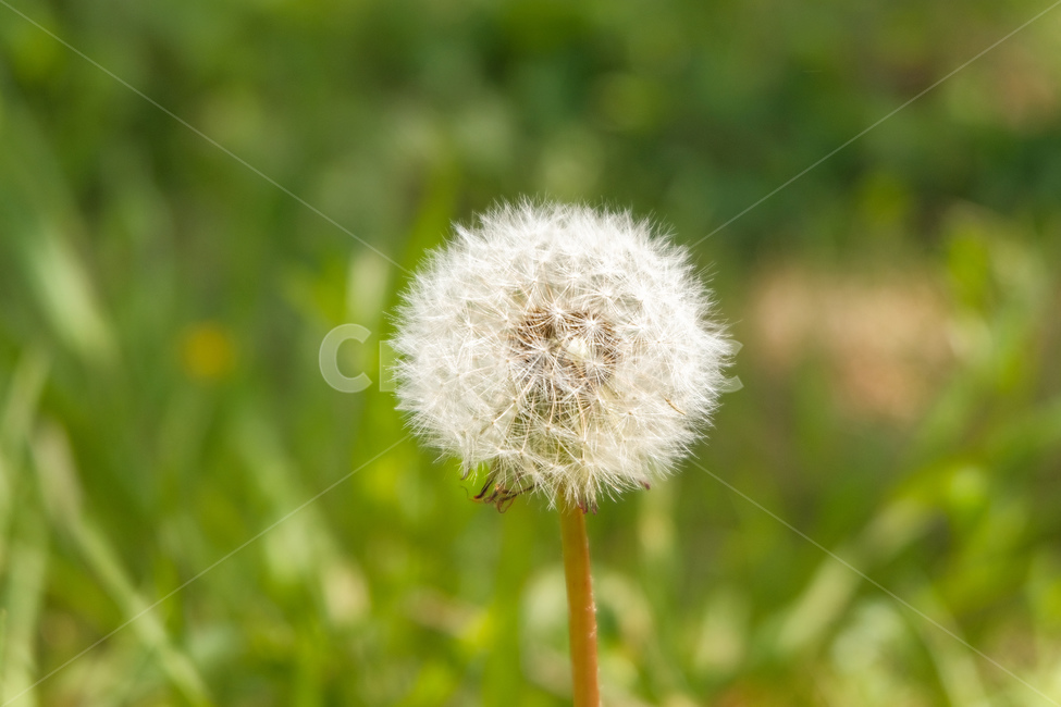 민들레,dandelion,spring,flower,landscape,식물,자연,plants,nature,꽃,flower