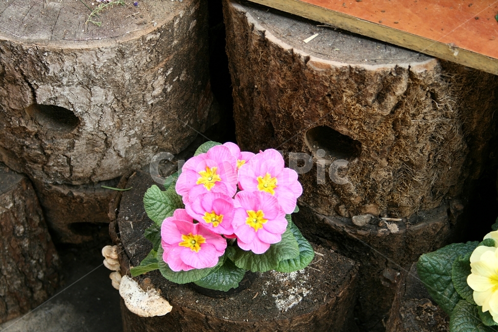 파리,꽃시장,꽃사진,꽃,프리뮬러,분홍꽃,식물,자연,plants,nature,꽃,flower