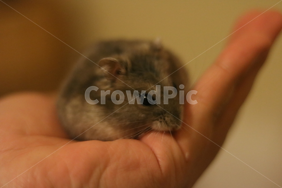 hamster,햄스터,귀여운,동물,손,햄찌,정글리안