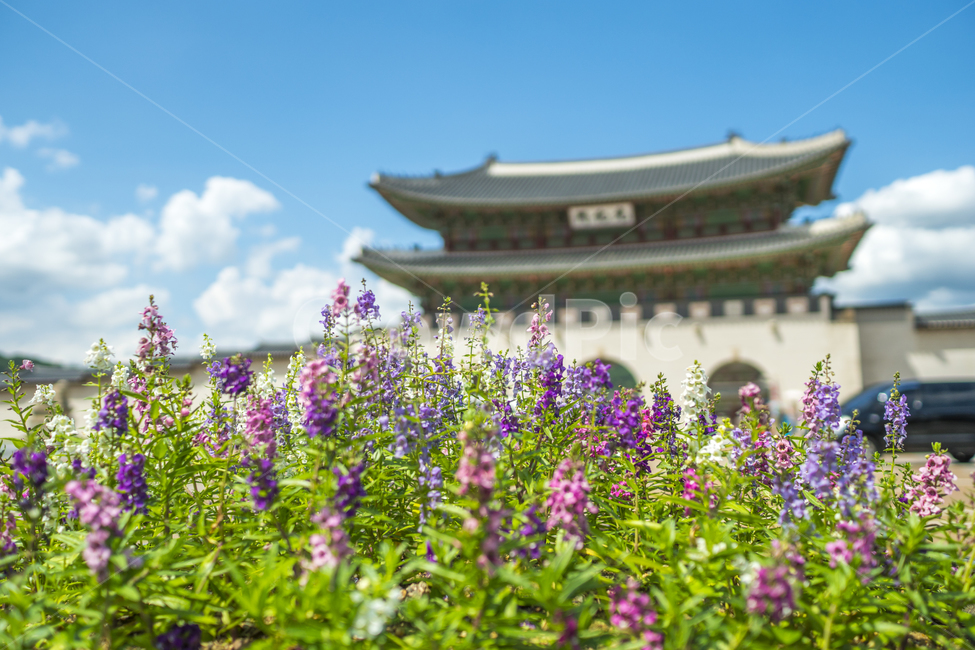 광화문,서울,관광지,랜드마크,gwanghwamun,seoul,서울관광,관광명소,한국전통,한국문화,korean traditional,korean culture,랜드마크,landmark,tourist attraction,한국랜드마크,한국관광지,한국명소,korea landmark,korea tourist attraction,식물,자연,plants,nature,꽃,flower
