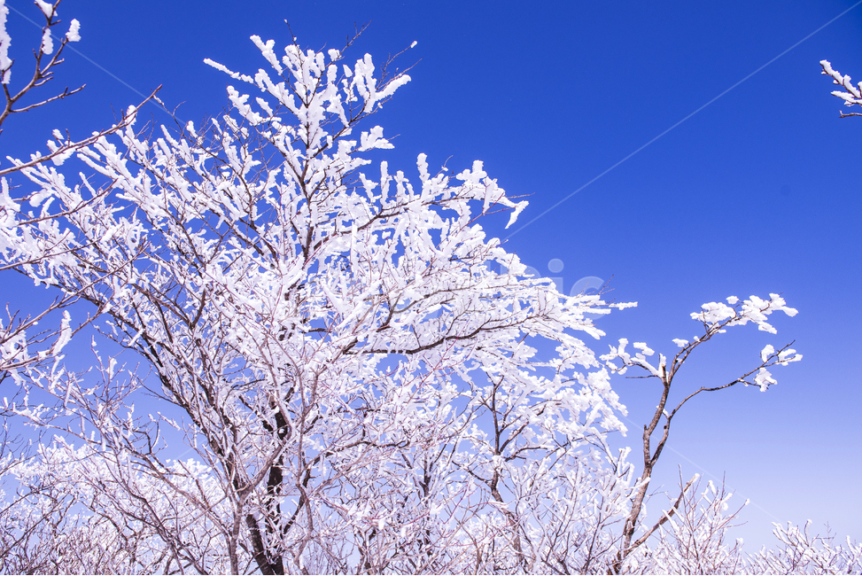 겨울,겨울산행,눈꽃,눈,snow,snowflower,태백산,하늘,나무,겨울나무,겨울,계절,winter,season,자연,풍경,nature,landscape,식물,plants,나무,trees,wood,outdoors,옥외,frost,서리