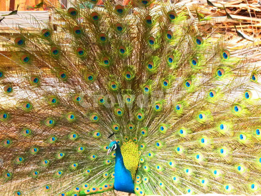 공작새,새,자연,동물,색감,peacock,bird,nature,색깔,색상