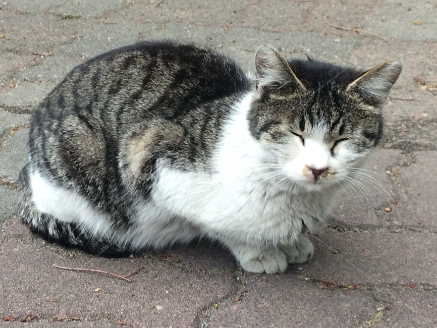 고양이,길냥이,동물,cat,animal,포유류,길고양이,동물,animal,포유류,mammal,고양이,cat,kitten,kitty
