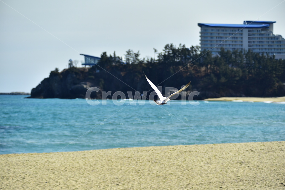 바닷가,바닷가풍경,파도,백사장,모래,갈매기,호텔,푸른바다,파란바다,sea,beach,hotel,bluebeach,sand,whitesand,gull,seagull,seashore,seashorelandscape