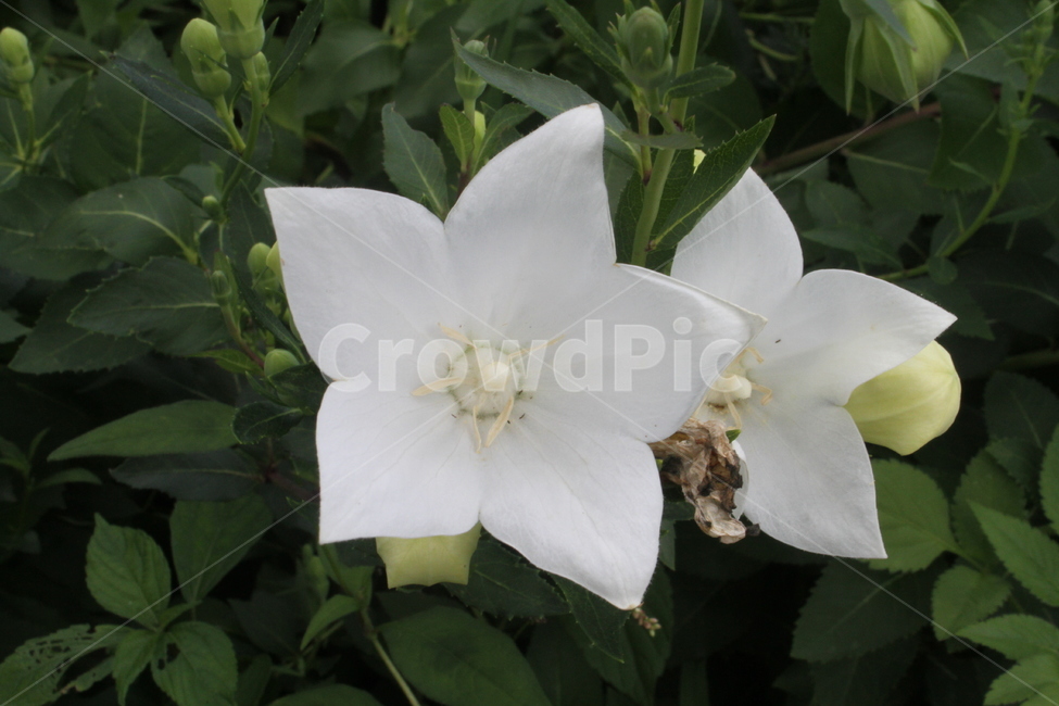 꽃,도라지,도라지꽃,식물,약초,Balloonflower,식물,자연,plants,nature,꽃,flower