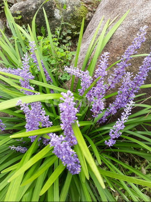 식물,꿏,약초,보라색,맥문동,식물,자연,plants,nature,꽃,flower