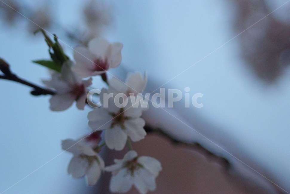 벚꽃,봄,식물,꽃,하늘,cerasus,벚나무,자연,flower,하얀색,분홍색,연분홍,pink,만개,봄,계절,spring,season,꽃,flower,plant