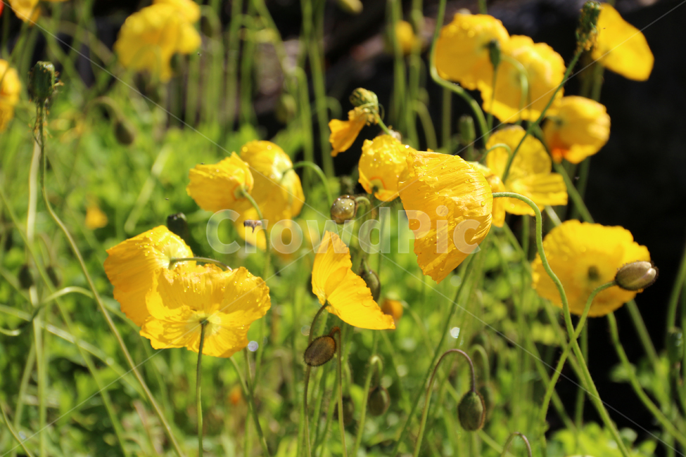 일본,가고시마,꽃,봄,자연,튤립,tulip,바람