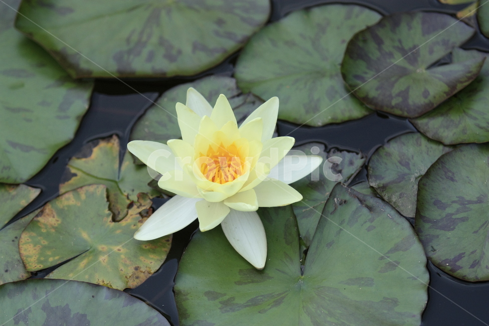 연꽃,연,꽃,연잎,흰꽃,식물,자연,plants,nature,꽃,flower