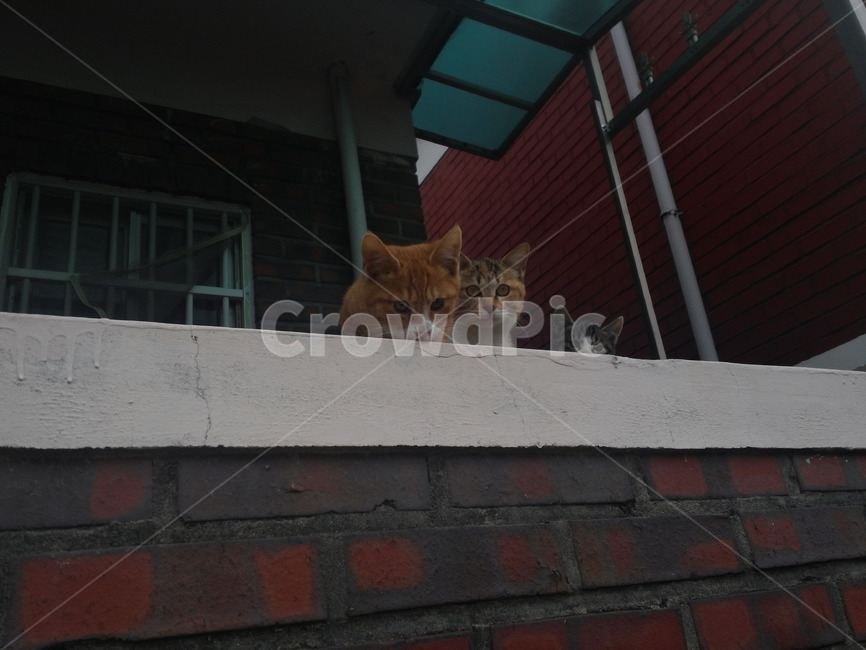 고양이,가족,새끼,갈색고양이,사냥,길고양이,호기심,형제,자매,동물,animal,포유류,mammal,고양이,cat,kitten,kitty