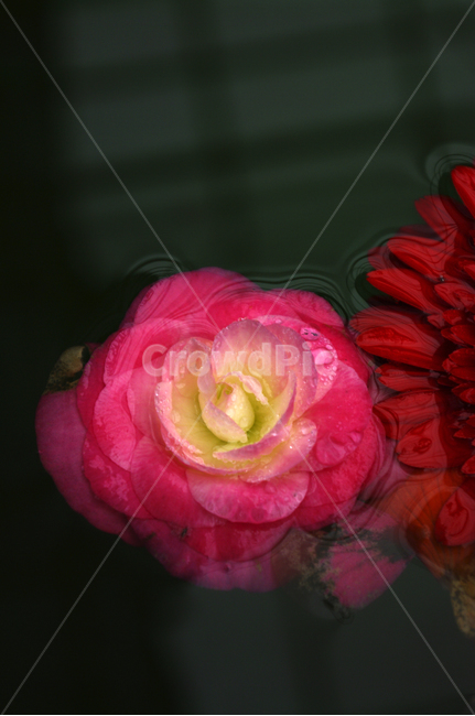 꽃,식물,flower,plant,color,식물,자연,plants,nature,꽃,flower