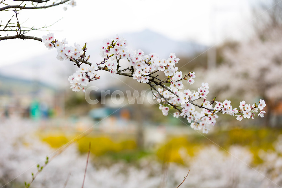 자연,봄,봄꽃,벚꽃,꽃,풍경,봄,계절,spring,season,식물,자연,plants,nature,꽃,flower,휴식,힐링,rest,relaxation,healing,plant