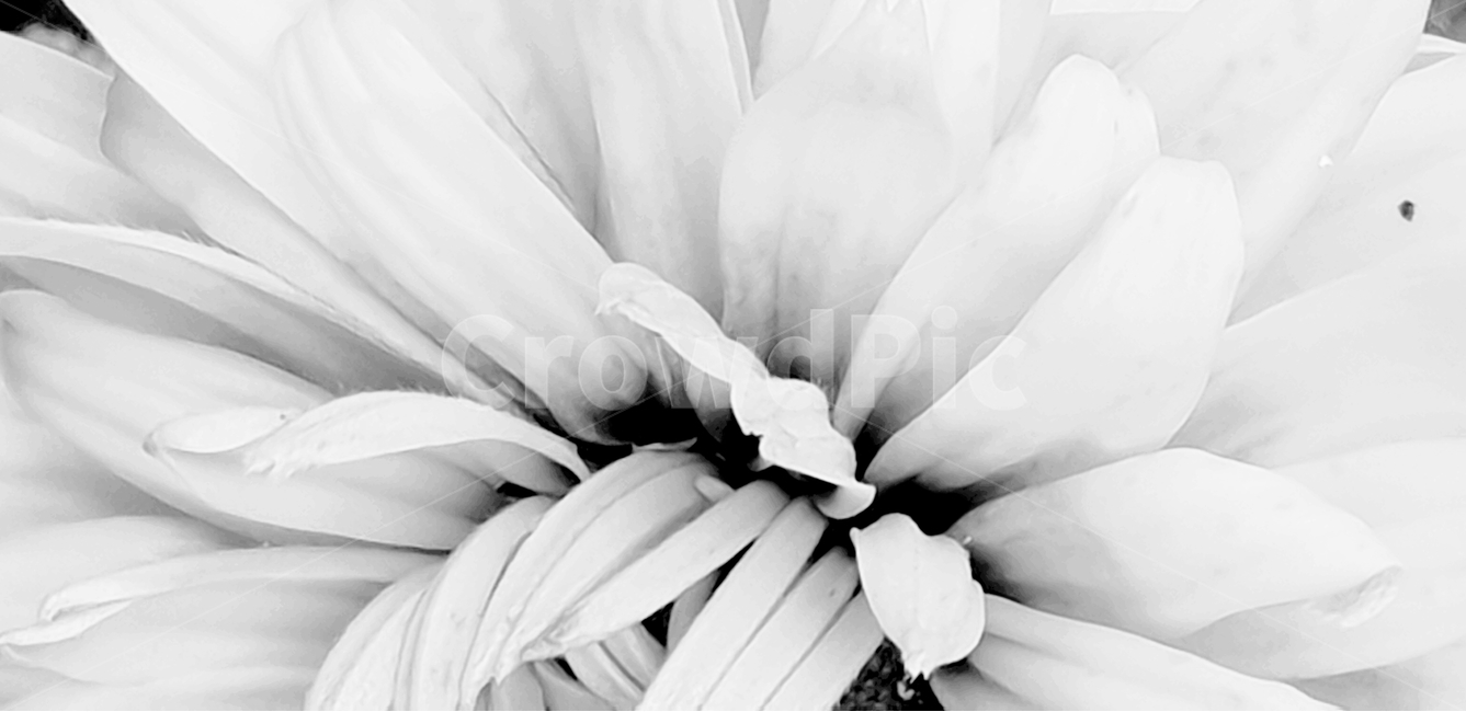 루드베키아,꽃,flower,노랑색,backgroundimage,배경이미지,다년생,여름꽃,자연,야생화,nature,배경,배경화면,색감,바탕,텍스쳐,질감,패턴,이미지,꽃,flower,흑백,모노톤,monochrome,black and white