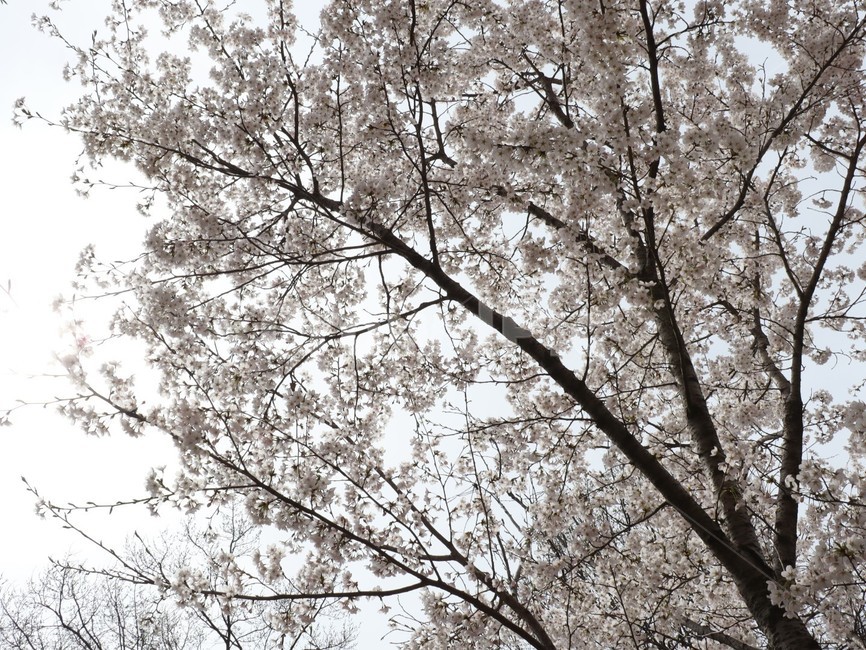 벚꽃,만개,봄,봄꽃,개화,봄,계절,spring,season,plant,식물,blossom,꽃,cherry blossom,flower