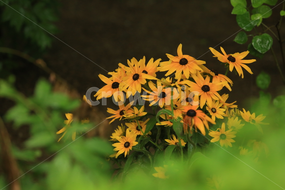 비,소경,풍경,비오는날,비오는소경,rain,식물,자연,plants,nature,꽃,flower