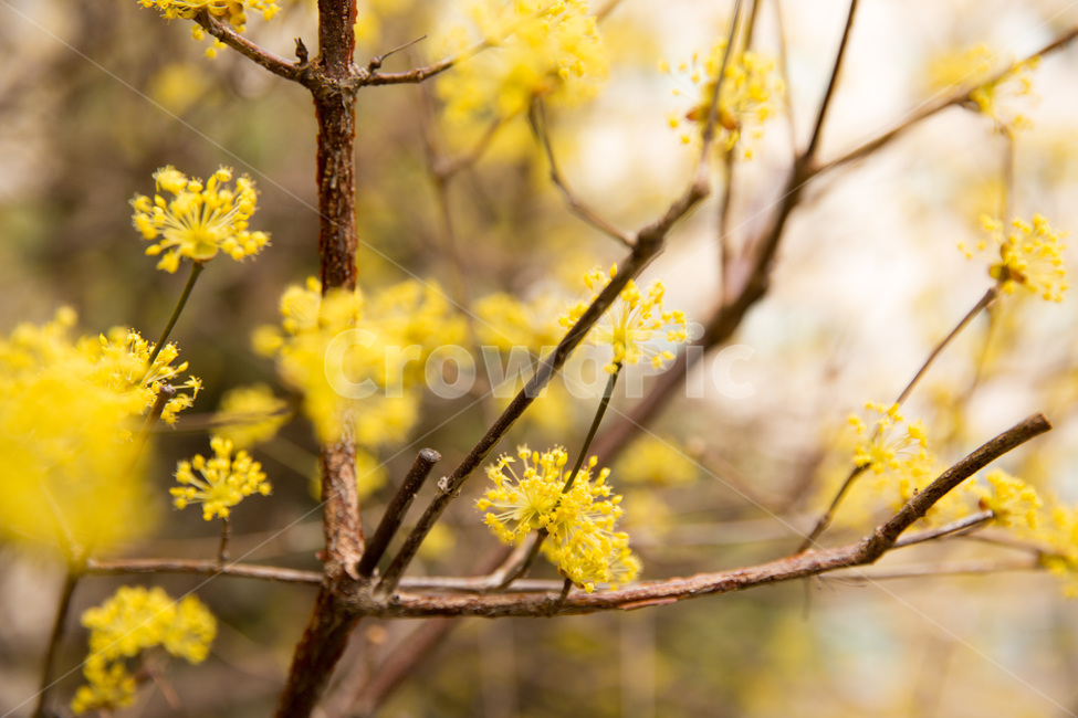 산수유,꽃,봄,노랑,감성사진,향기,따뜻함,봄,계절,spring,season,식물,자연,plants,nature,꽃,flower,감성,sensible,feeling,plant
